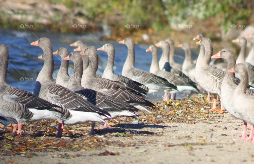 Colony of wild ducks at lake