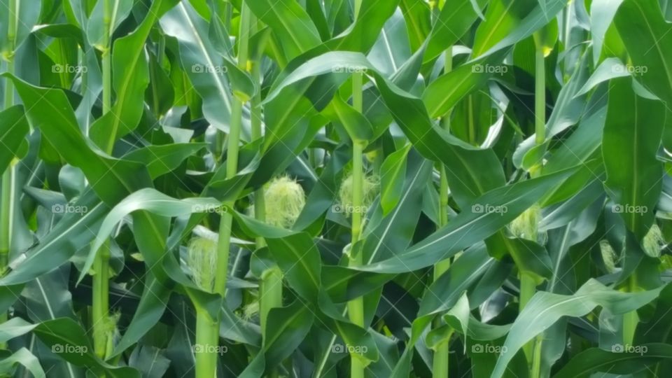 corn closeup