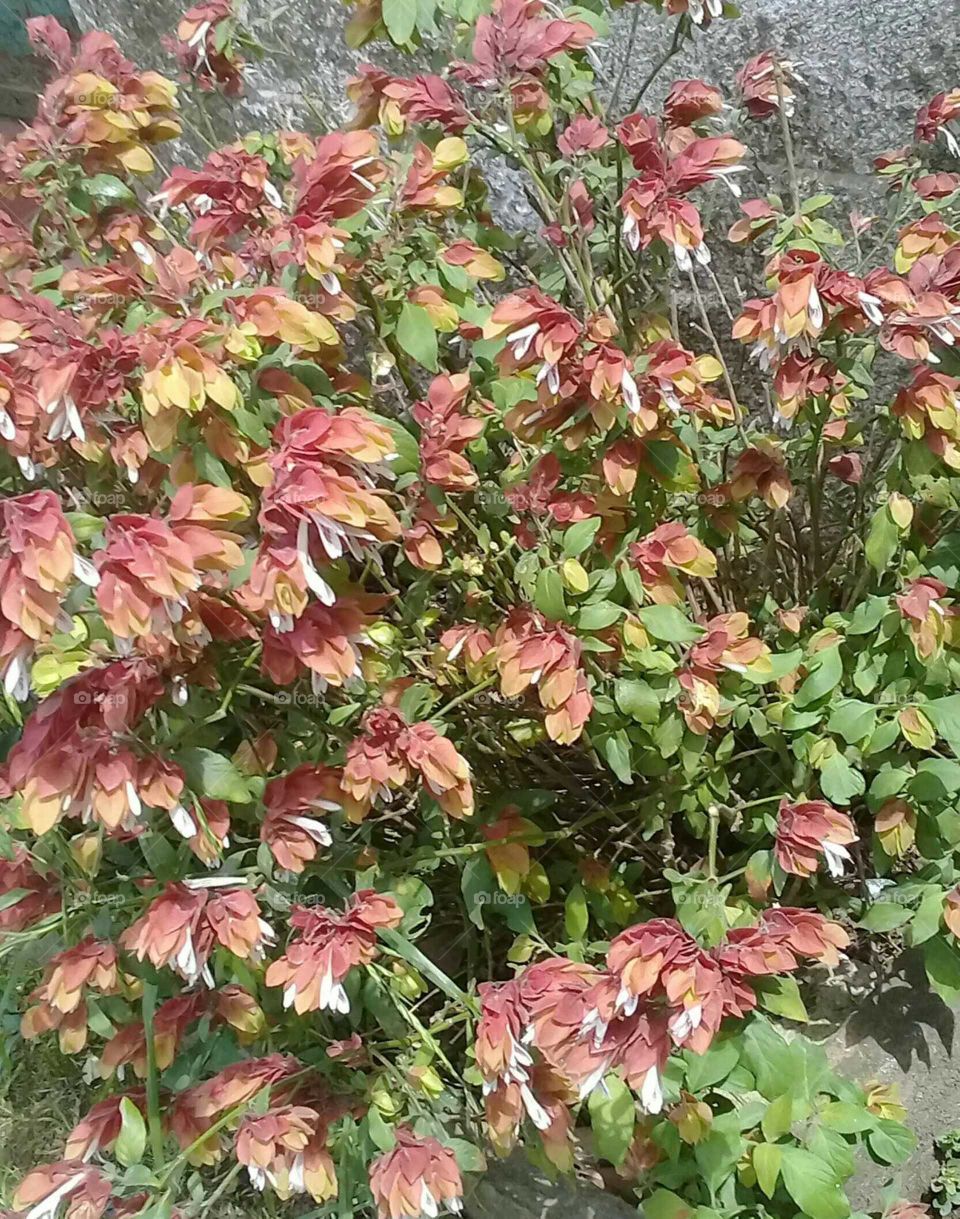 colorida planta de jardín florecida