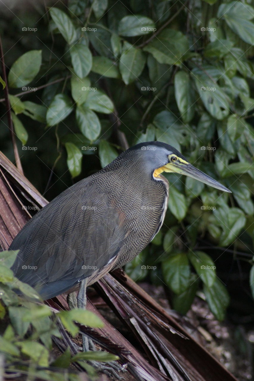 Tiger Heron