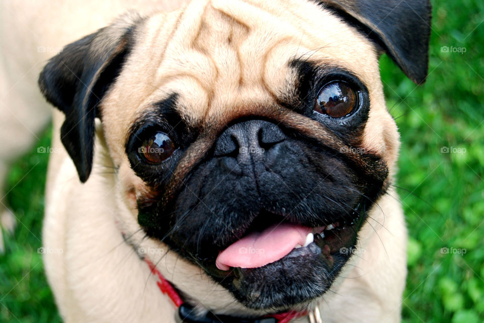 Happy Pug Close-Up
