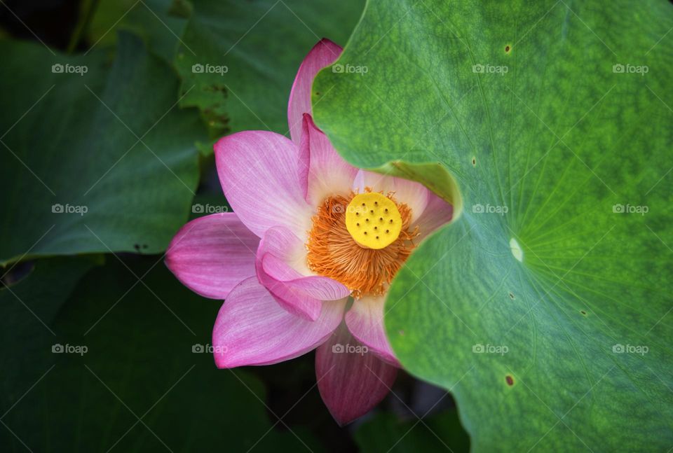 shy lotus