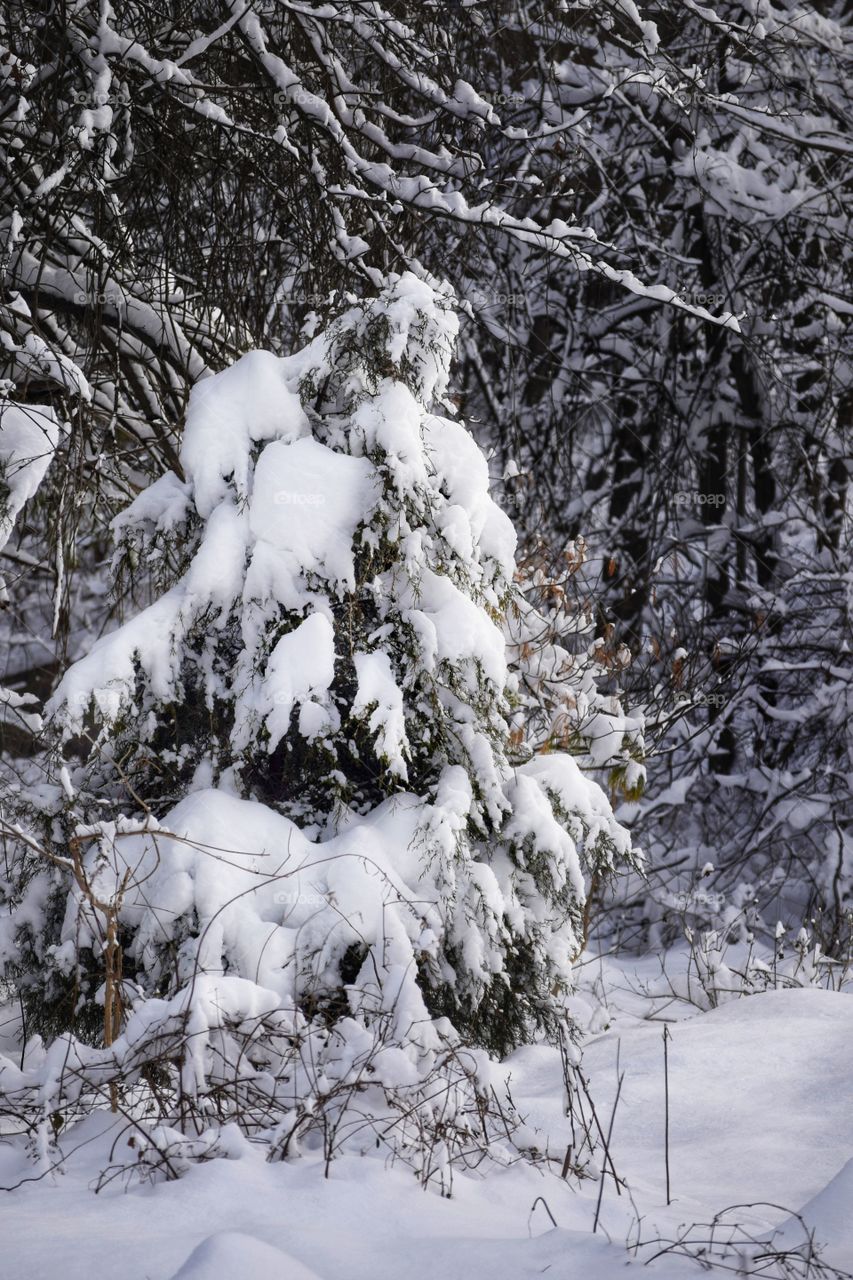 Snowy Pine