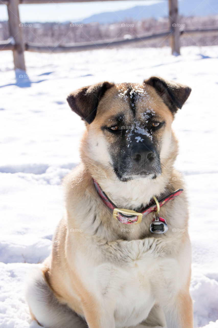 German shepherd mutt playing in the snow. 