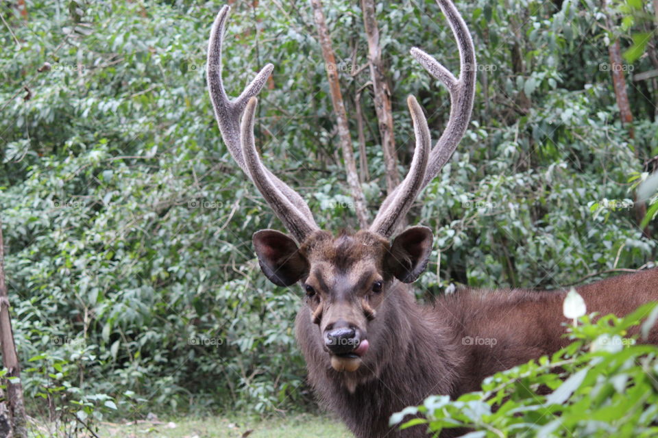 Rusa Unicolor(Sambar Deer)