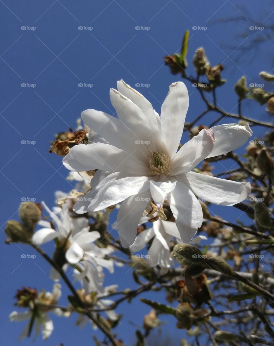 magnolia blossom