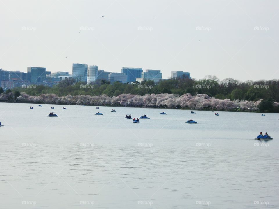 Washington D.C. Lake. I took this photo in Washington D.C. People were having a great day boating in the lake.