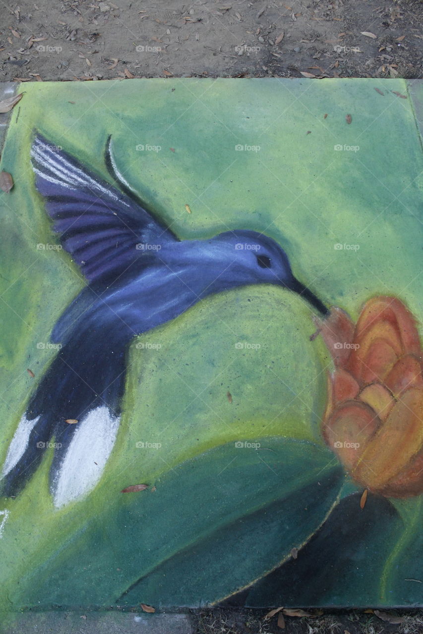 hummingbird flower chalk art