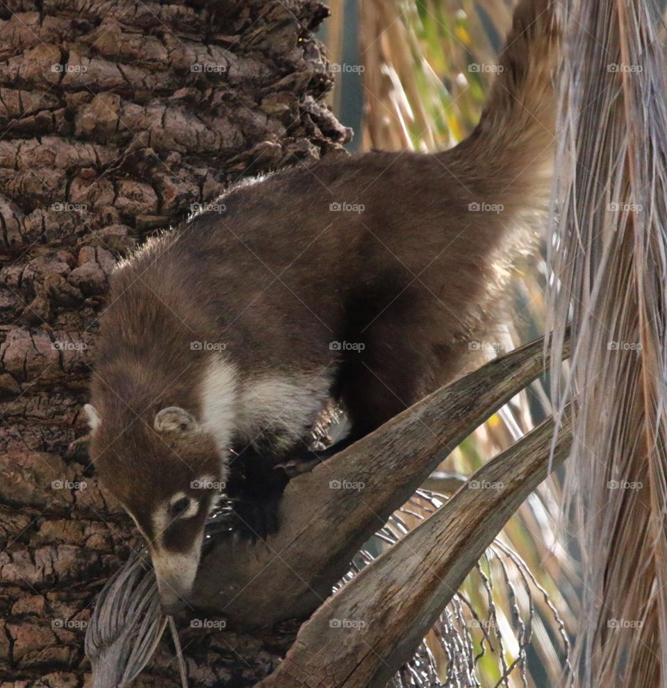 Coatimundi Exploring a Palm Tree