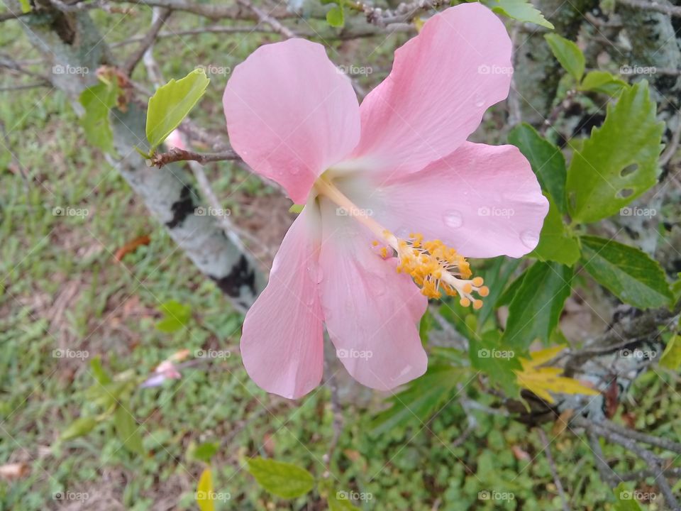 beautiful hibiscus in a rainy day