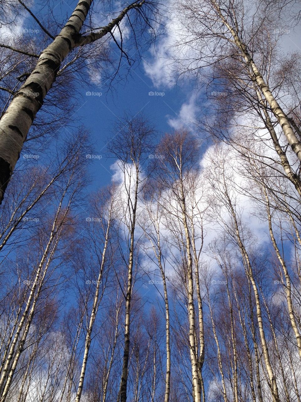 Scenic view of birches trees against sky