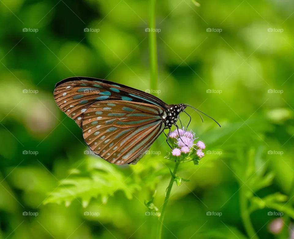 A butterfly in the flower