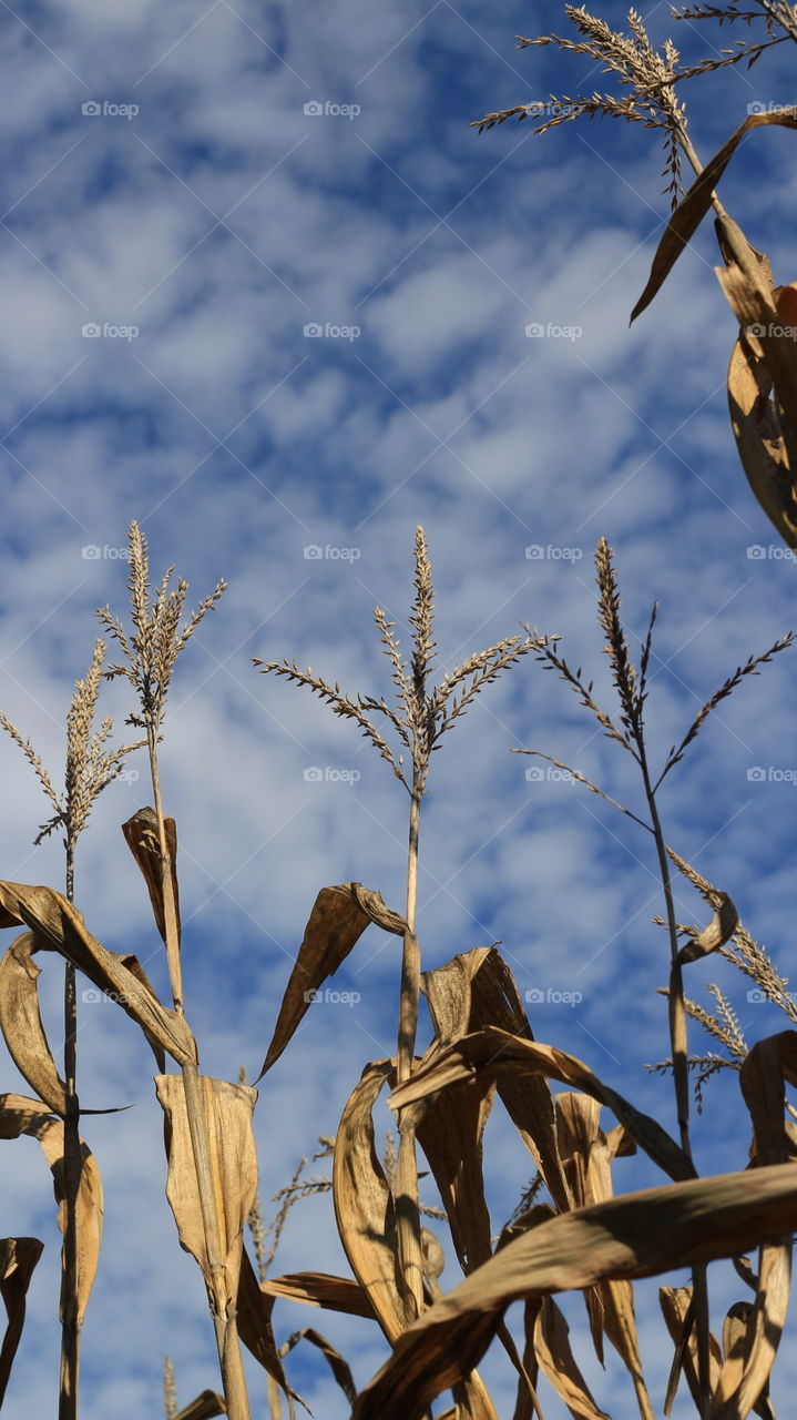 Blue skies and Michigan corn
