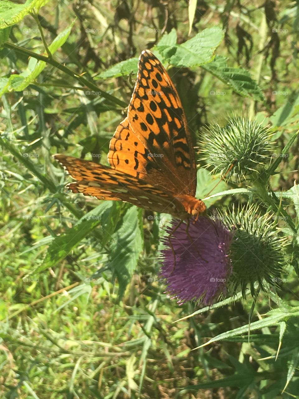  Beauty in the Thistle 