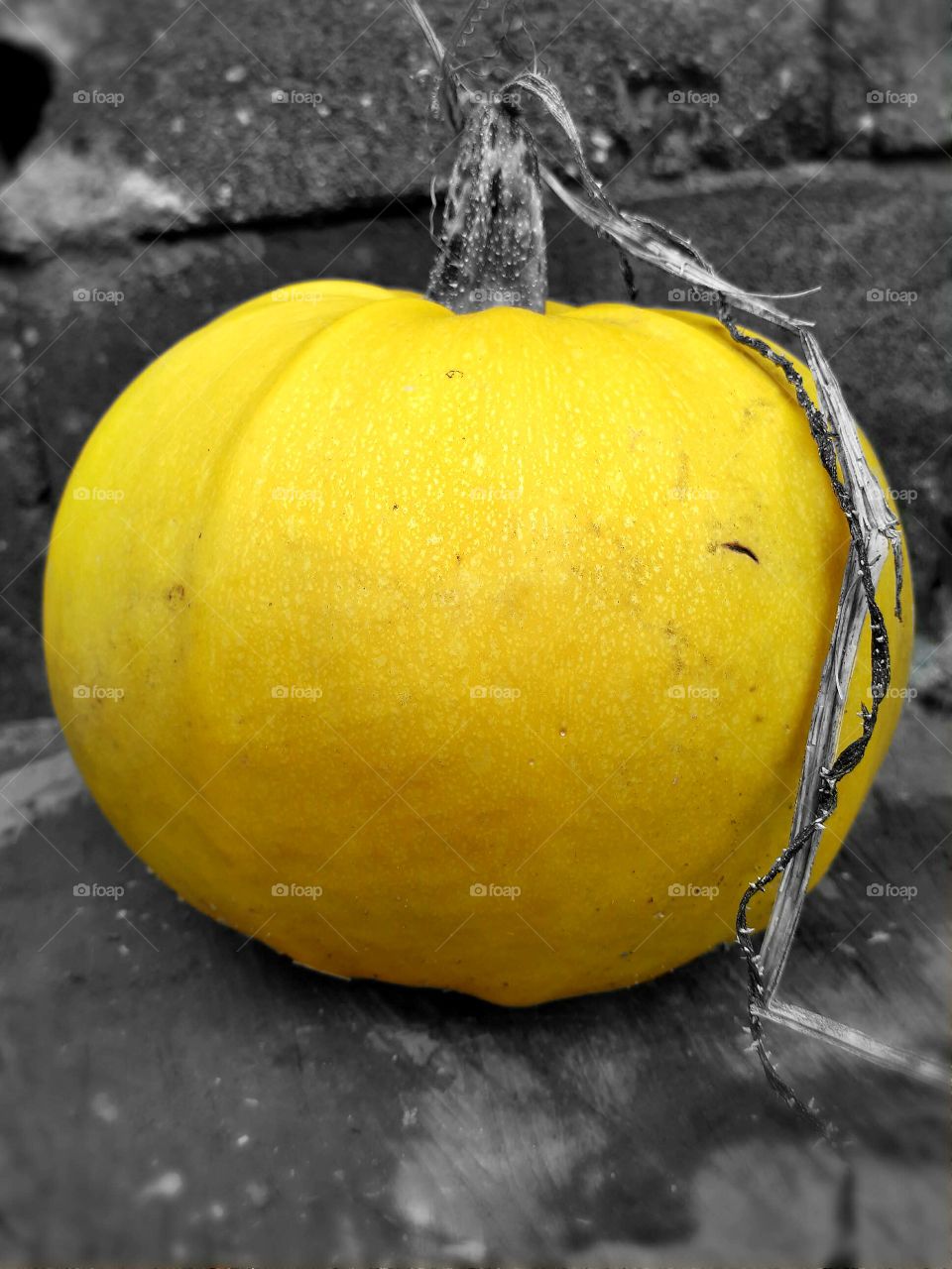 yollow pumpkin