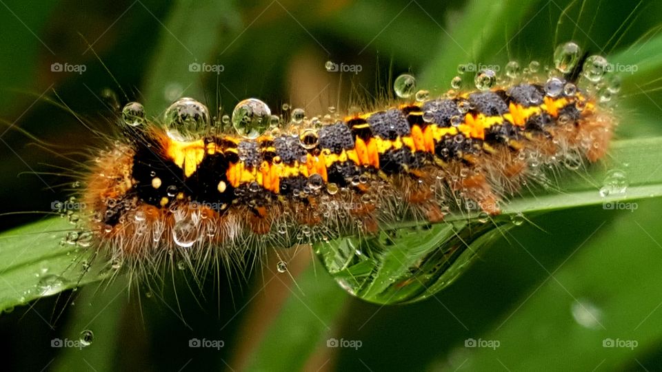 A colorful hairy caterpillar covered with drops of dew, sitting on the blade of grass.