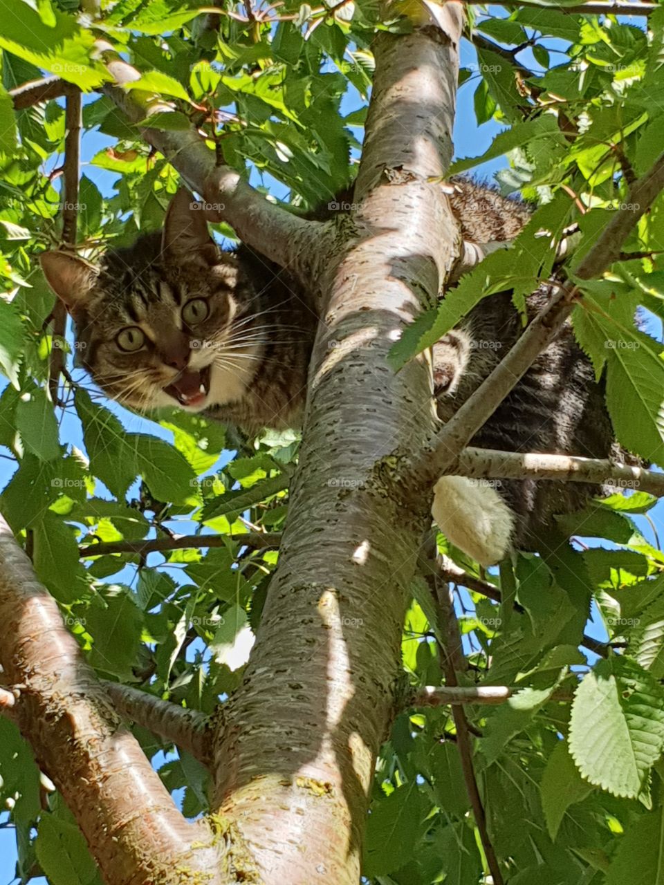 Tabby Cat shouting for attention in tree
