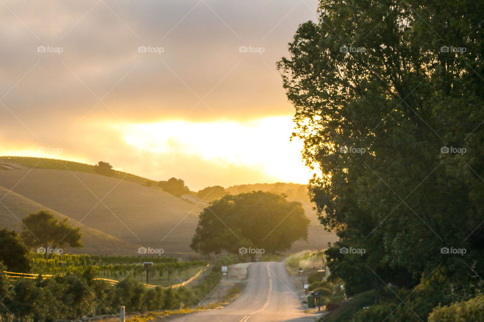 Sunset Vineyard Roads