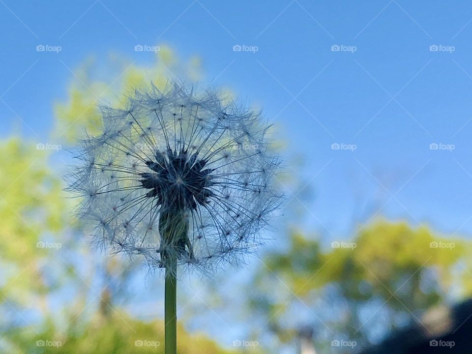 Dandelion