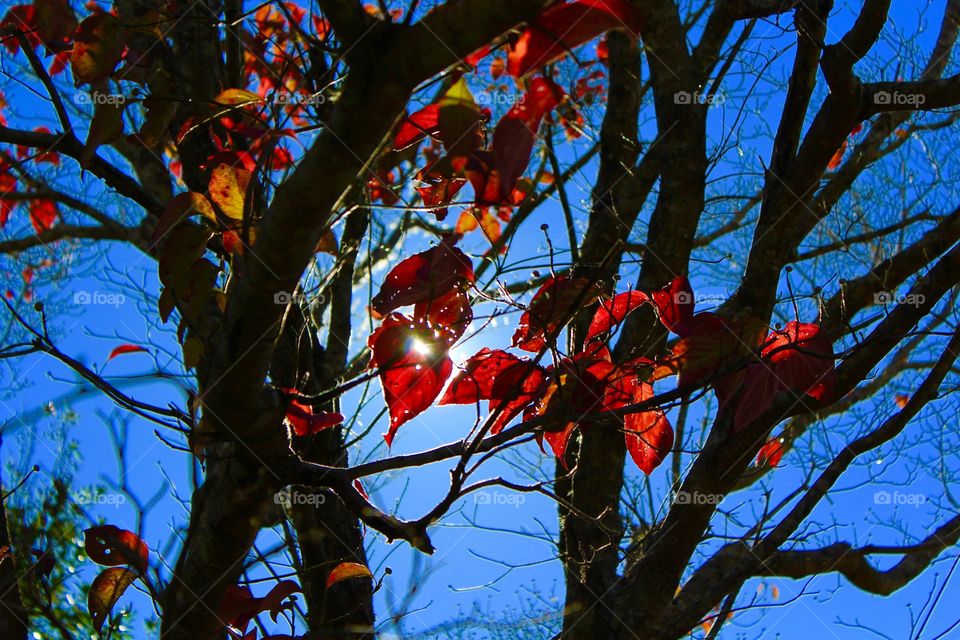 Autumn dogwood 