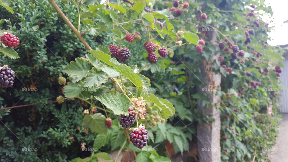 Plant of blackberry