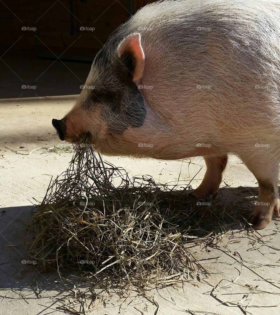 Mini Pig Eating Hay