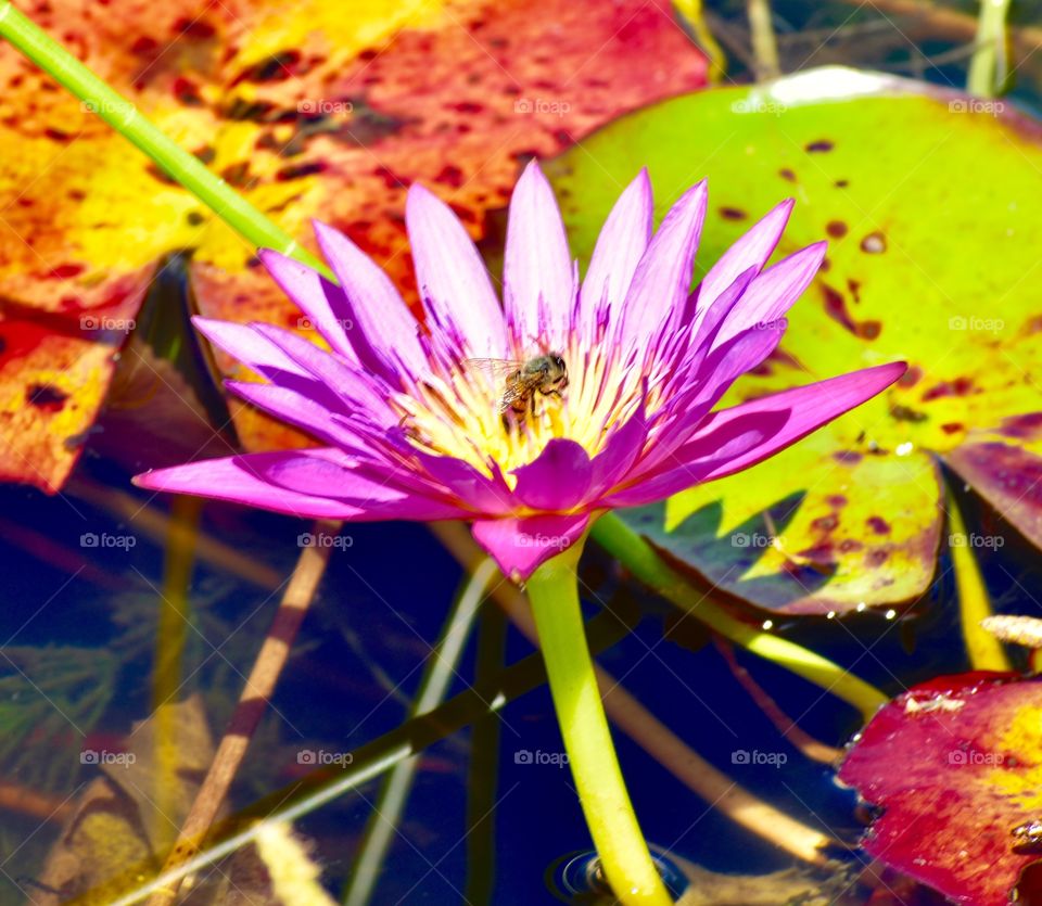 Purple flower, water Lilly 