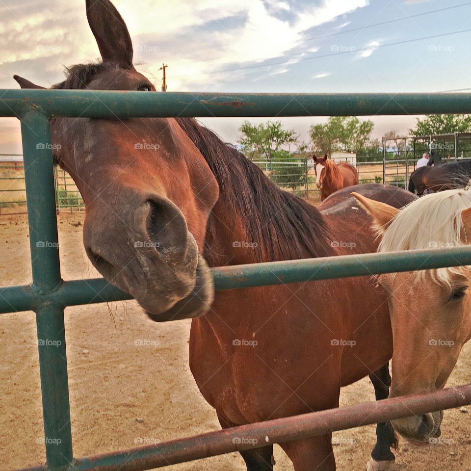 Horse on horse ranch in Nevada 