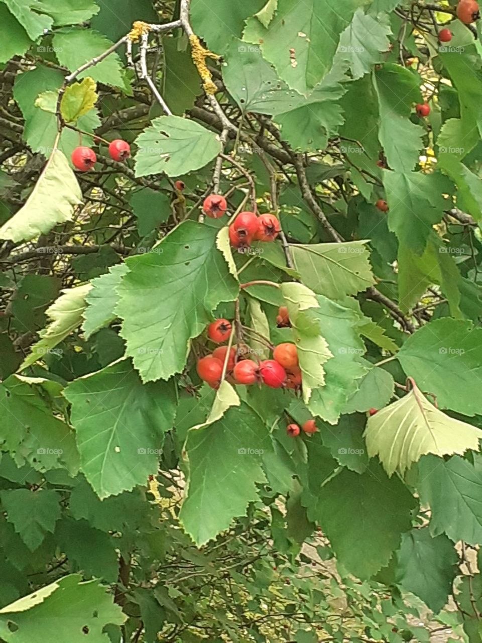 Всяк дом мне чужд, всяк храм мне пуст,
И всё — равно, и всё — едино.
Но если по дороге — куст
Встает, особенно — рябина…
(М.Цветаева)