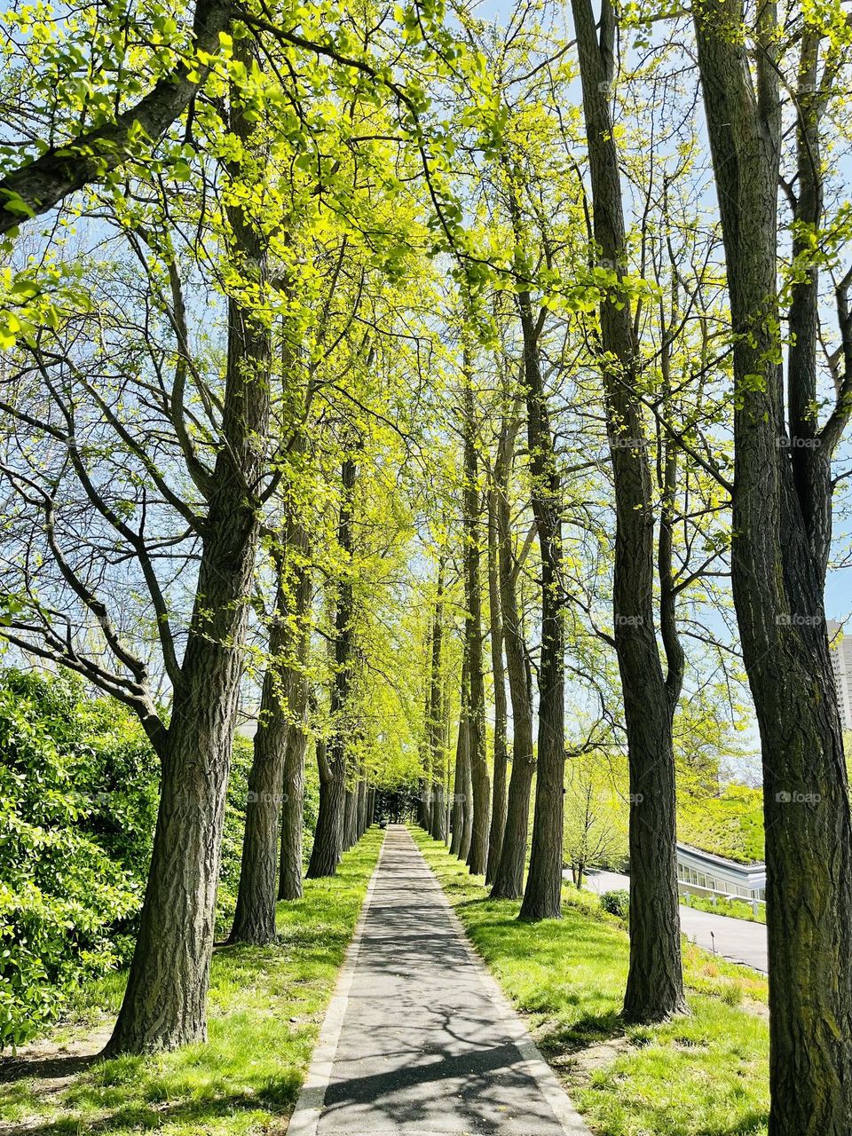 A row of ginkgo trees forms a beautiful peaceful alley sun dappled and peaceful. 