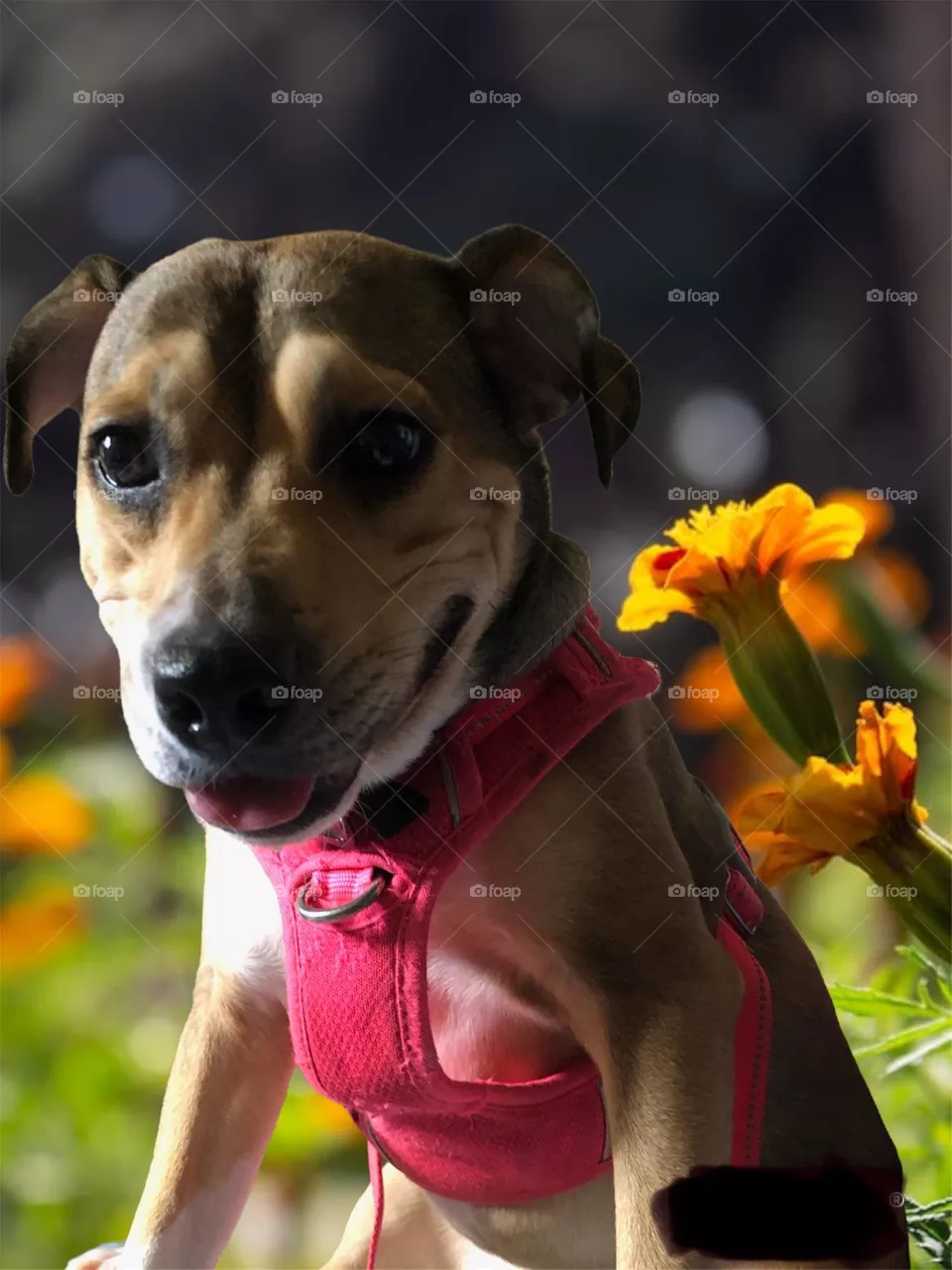 Beautiful Dog