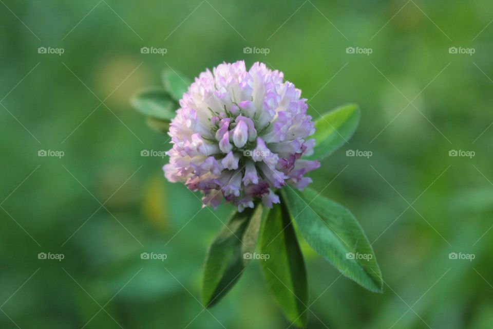 viola flower 2