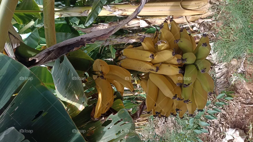Banana