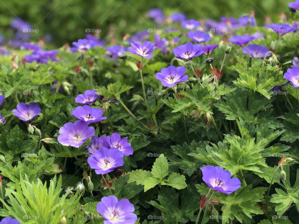 Purple flowers in the summer 