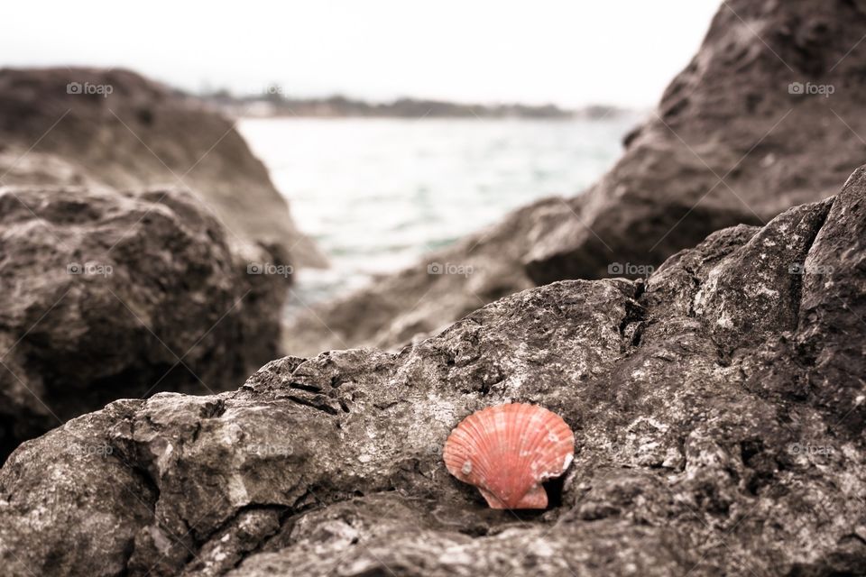 The red shell on the rock