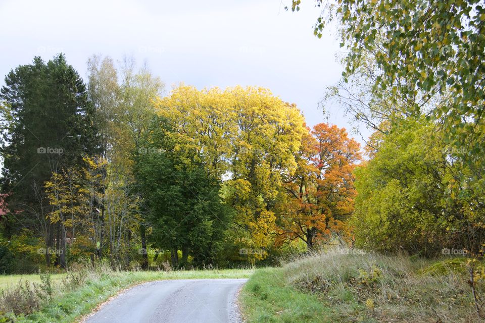 autumn colors