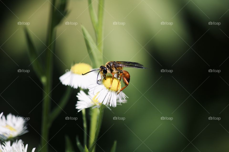 Great Golden Digger Wasp 