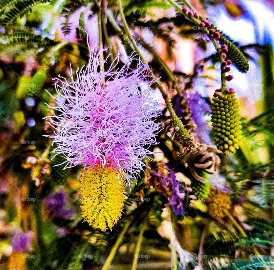 Glass brush flower in an Egyptian garden 🌺
