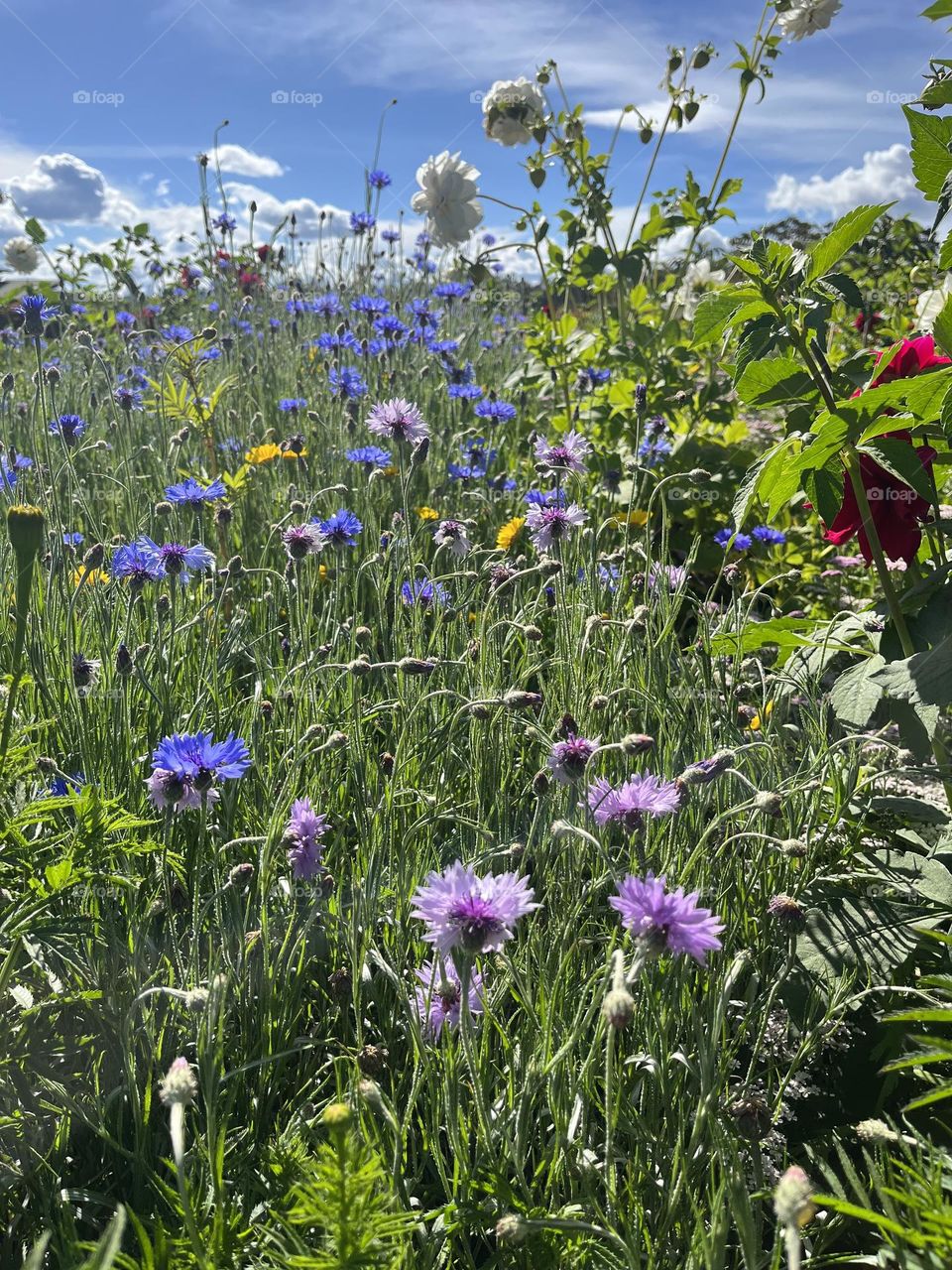 A colorful flowers field