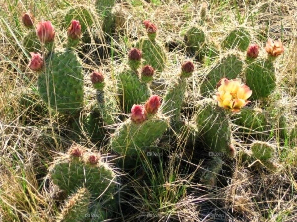 Life in the Badlands
