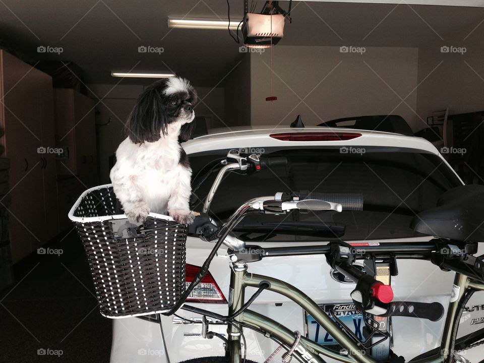 Basket bike dog