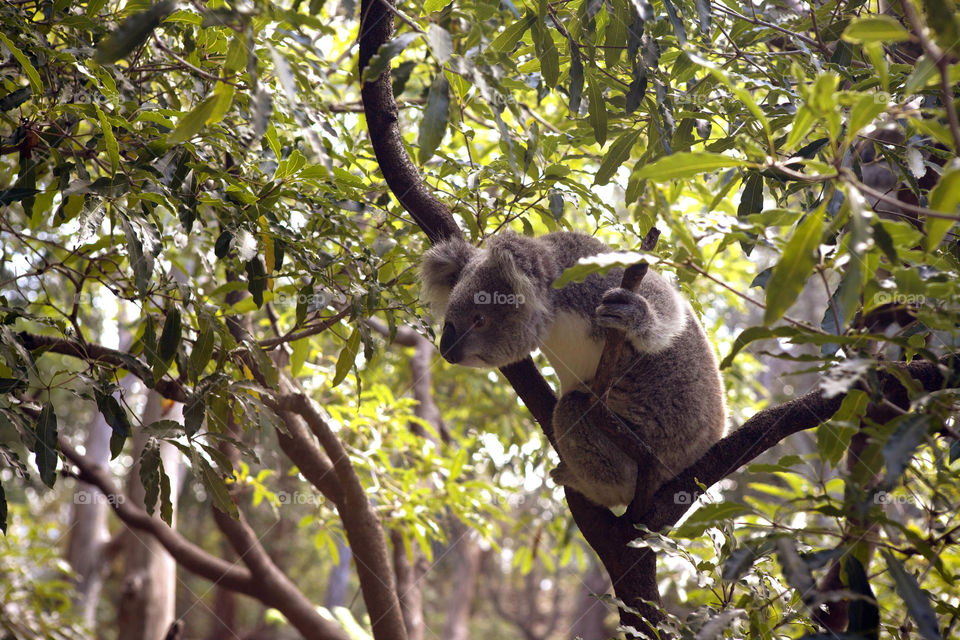 Australia's very energetic and cute Koala on the move on a tree in Taronga Zoo