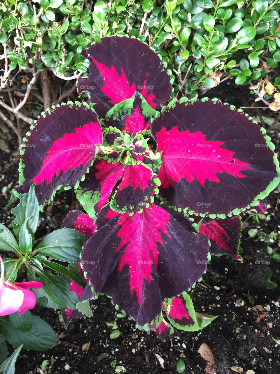 Perfectly framed colours in a local garden