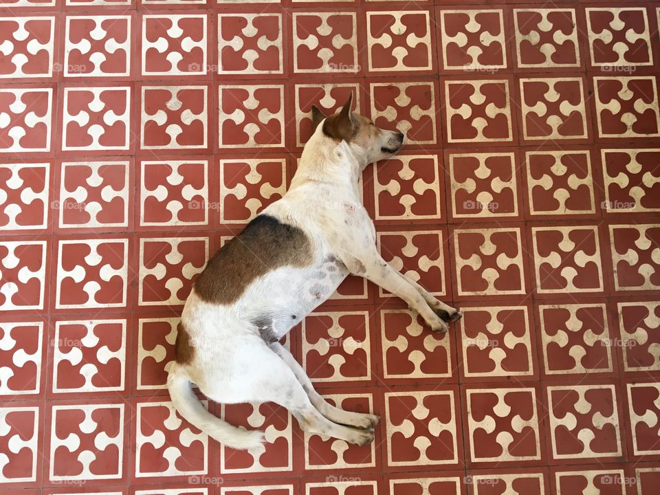 Dog lying at the ayuttaya station, thailand