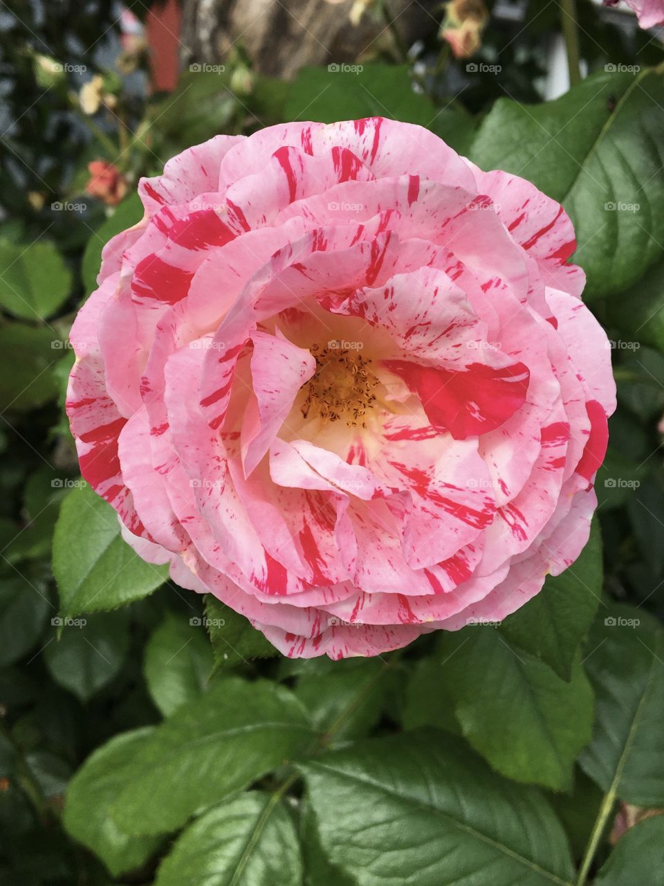 Trio of pinks for that rose