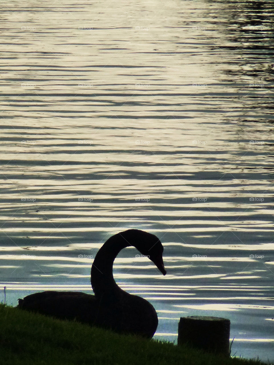swan sea by gerardo