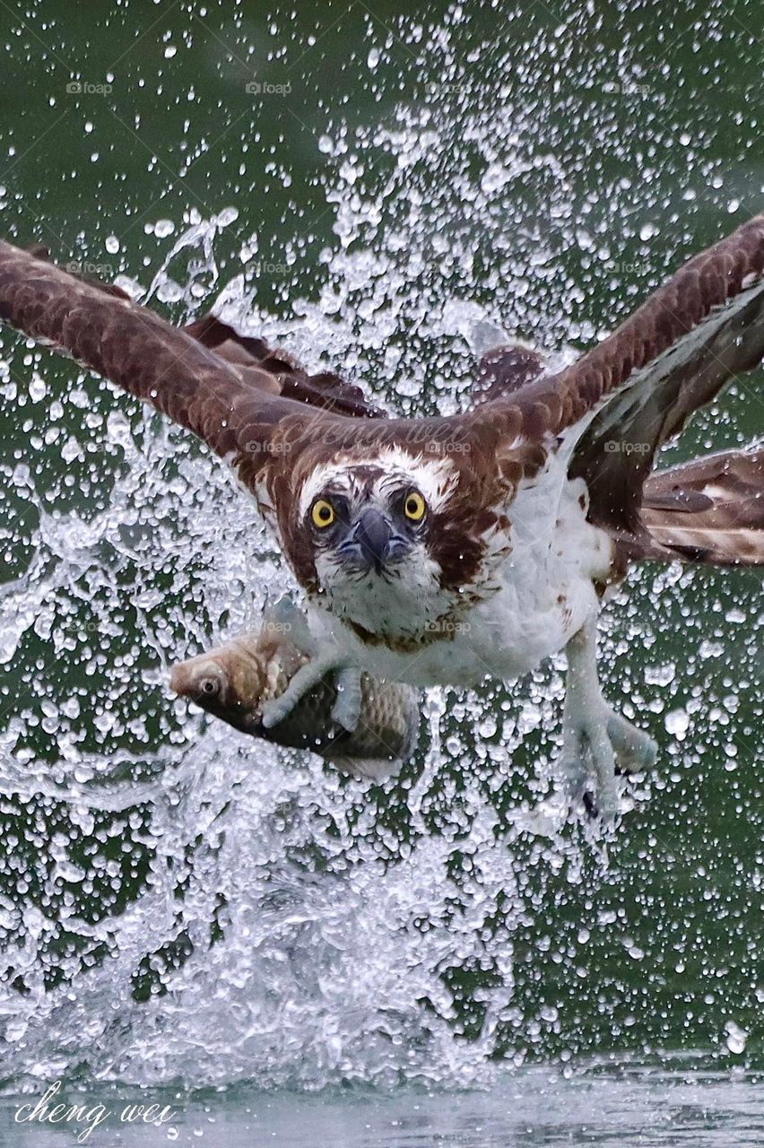 Beautiful and cute eagle bird