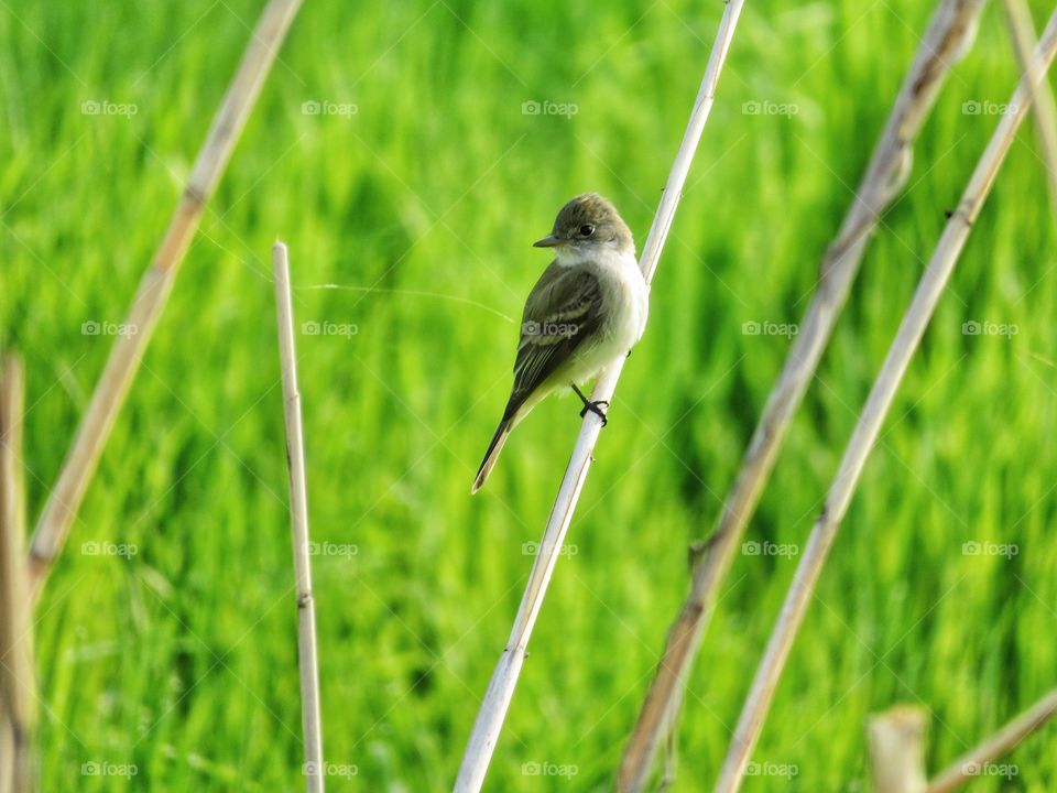 Alder flycatcher 