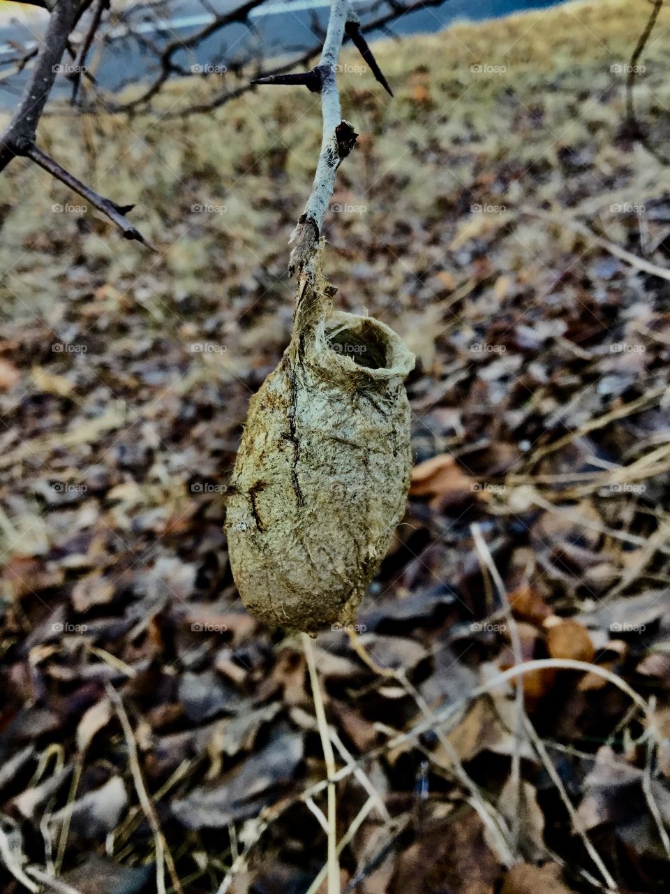 Hummingbird nest 