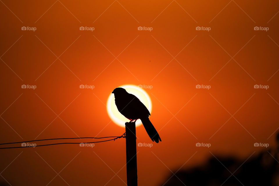 When bird itself poses for you.